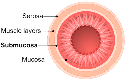 Layers of the small intestine wall: Serosa, Muscle layers, Submucosa, Mucosa